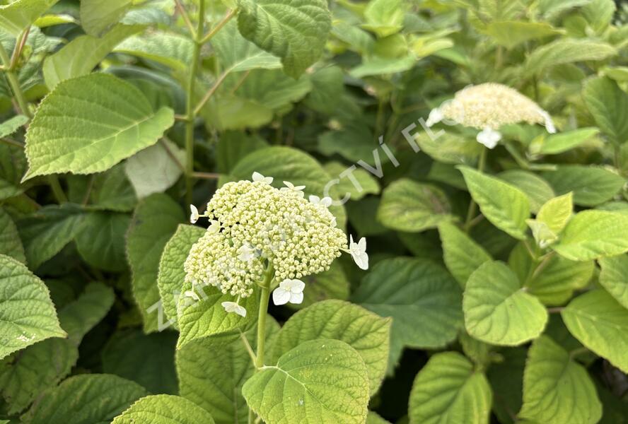 Hortenzie stromečkovitá 'Hills of Snow' - Hydrangea arborescens 'Hills of Snow'