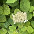 Hortenzie stromečkovitá 'Hills of Snow' - Hydrangea arborescens 'Hills of Snow'