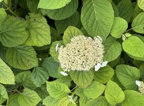 Hortenzie stromečkovitá 'Hills of Snow' - Hydrangea arborescens 'Hills of Snow'