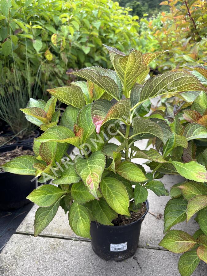 Hortenzie velkolistá 'Silky Pink'® - Hydrangea macrophylla 'Silky Pink'®