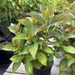 Hortenzie velkolistá 'Silky Pink'® - Hydrangea macrophylla 'Silky Pink'®