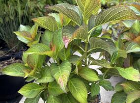 Hortenzie velkolistá 'Silky Pink'® - Hydrangea macrophylla 'Silky Pink'®