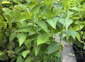 Hortenzie pilovitá 'Intermedia' - Hydrangea serrata 'Intermedia'