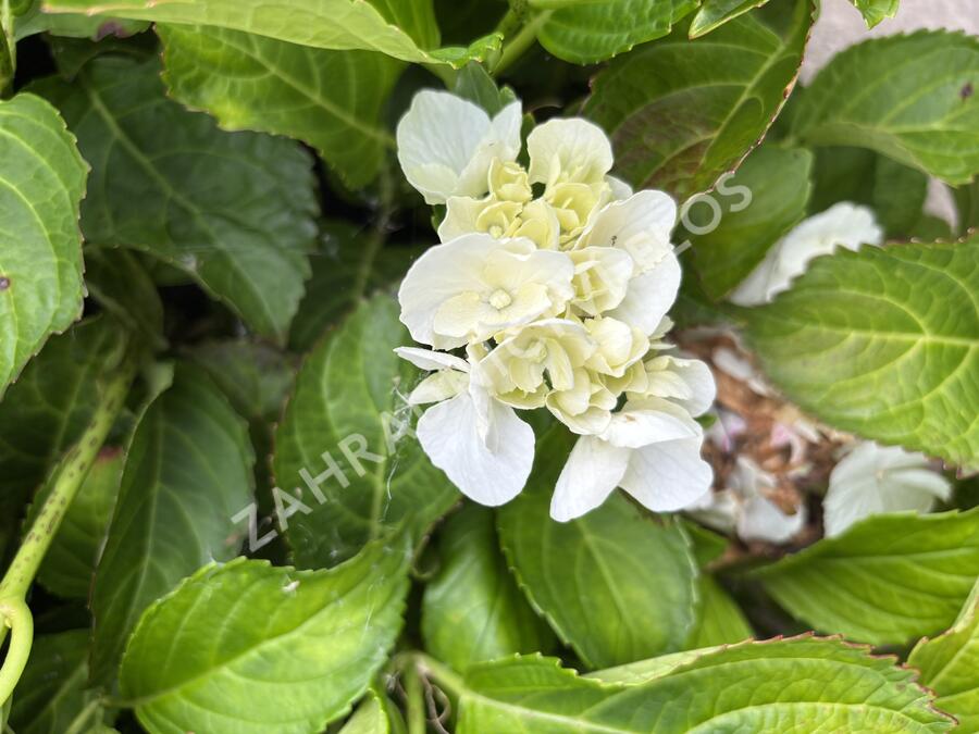 Hortenzie velkolistá 'Schneeball'® - Hydrangea macrophylla 'Schneeball®