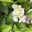 Hortenzie velkolistá 'Schneeball'® - Hydrangea macrophylla 'Schneeball®