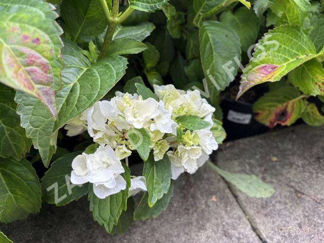 Hortenzie velkolistá 'Schneeball'® - Hydrangea macrophylla 'Schneeball®