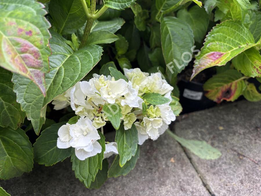 Hortenzie velkolistá 'Schneeball'® - Hydrangea macrophylla 'Schneeball®