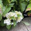 Hortenzie velkolistá 'Schneeball'® - Hydrangea macrophylla 'Schneeball®