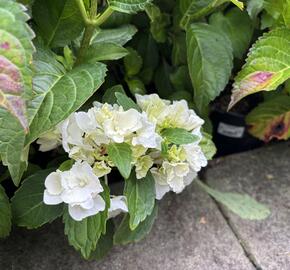 Hortenzie velkolistá 'Schneeball'® - Hydrangea macrophylla 'Schneeball®