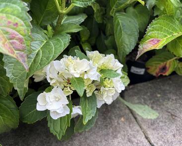 Hortenzie velkolistá 'Schneeball'®