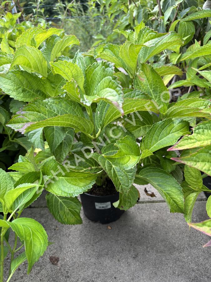 Hortenzie velkolistá 'Schneeball'® - Hydrangea macrophylla 'Schneeball®