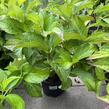 Hortenzie velkolistá 'Schneeball'® - Hydrangea macrophylla 'Schneeball®
