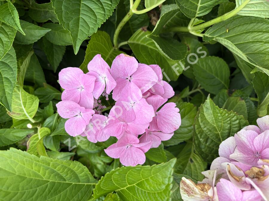Hortenzie velkoliská 'Sweet Seduction' - Hydrangea macrophylla 'Sweet Seduction'