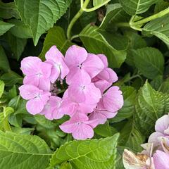 Hortenzie velkoliská 'Sweet Seduction' - Hydrangea macrophylla 'Sweet Seduction'