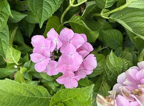 Hortenzie velkolistá 'Sweet Seduction' - Hydrangea macrophylla 'Sweet Seduction'