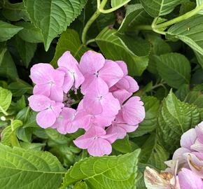 Hortenzie velkoliská 'Sweet Seduction' - Hydrangea macrophylla 'Sweet Seduction'