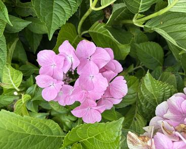 Hortenzie velkolistá 'Sweet Seduction'