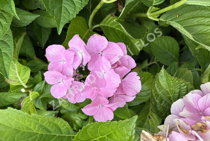 Hortenzie velkolistá 'Sweet Seduction' - Hydrangea macrophylla 'Sweet Seduction'