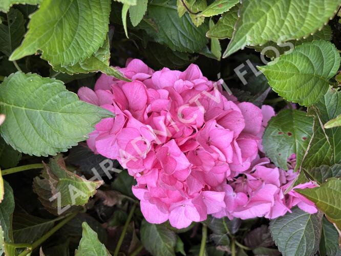 Hortenzie velkolistá 'Silky Pink'® - Hydrangea macrophylla 'Silky Pink'®
