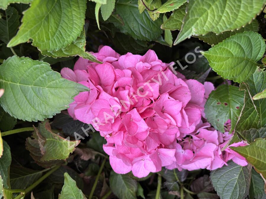 Hortenzie velkolistá 'Silky Pink'® - Hydrangea macrophylla 'Silky Pink'®