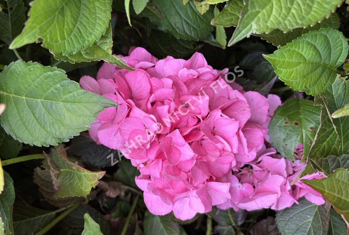 Hortenzie velkolistá 'Silky Pink'® - Hydrangea macrophylla 'Silky Pink'®