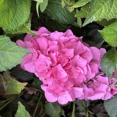 Hortenzie velkolistá 'Silky Pink'® - Hydrangea macrophylla 'Silky Pink'®