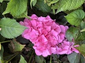 Hortenzie velkolistá 'Silky Pink'® - Hydrangea macrophylla 'Silky Pink'®