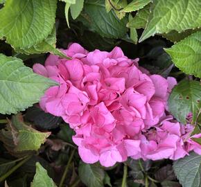 Hortenzie velkolistá 'Silky Pink'® - Hydrangea macrophylla 'Silky Pink'®