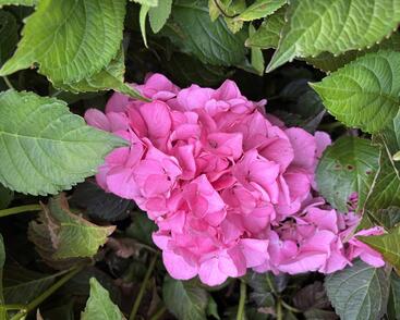 Hortenzie velkolistá 'Silky Pink'®