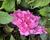 Hortenzie velkolistá 'Silky Pink'®