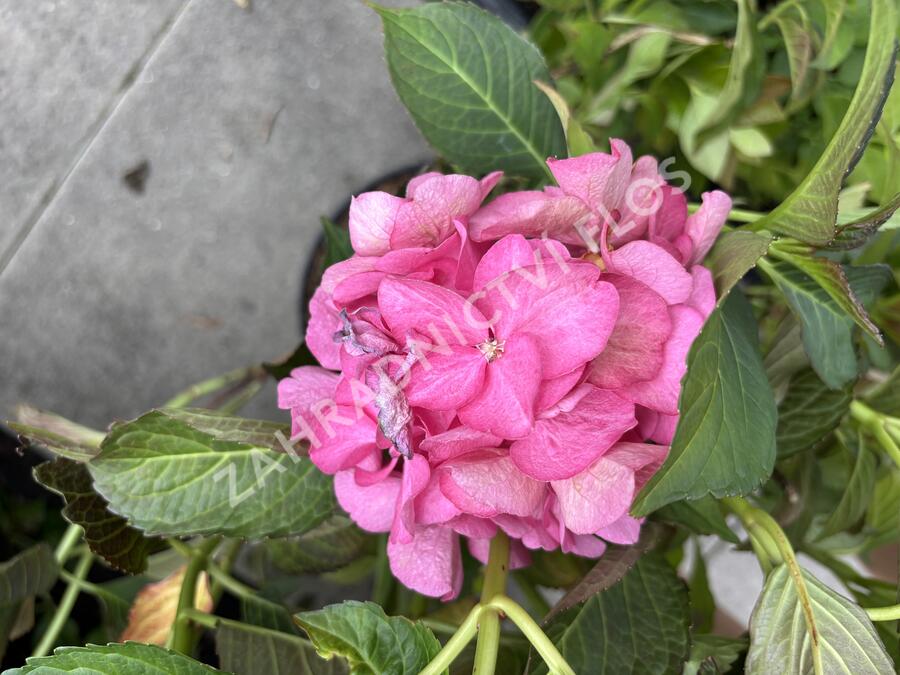 Hortenzie velkolistá 'Silky Pink'® - Hydrangea macrophylla 'Silky Pink'®