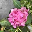 Hortenzie velkolistá 'Silky Pink'® - Hydrangea macrophylla 'Silky Pink'®