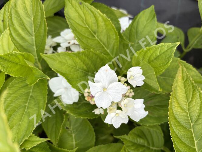 Hortenzie velkolistá 'Lanarth White' - Hydrangea macrophylla 'Lanarth White'