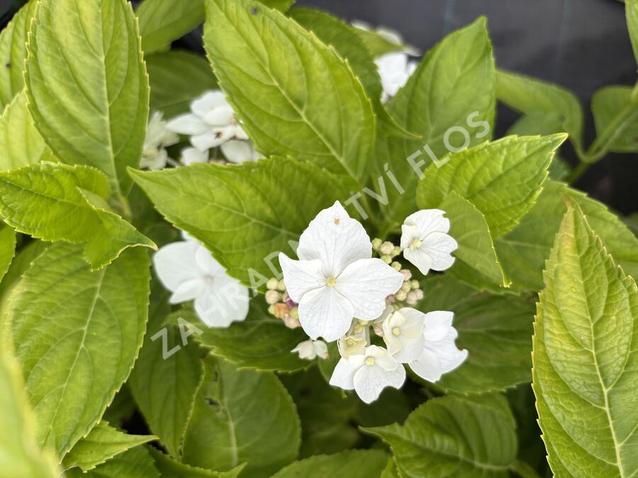 Hortenzie velkolistá 'Lanarth White' - Hydrangea macrophylla 'Lanarth White'