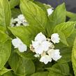 Hortenzie velkolistá 'Lanarth White' - Hydrangea macrophylla 'Lanarth White'