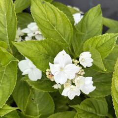Hortenzie velkolistá 'Lanarth White' - Hydrangea macrophylla 'Lanarth White'