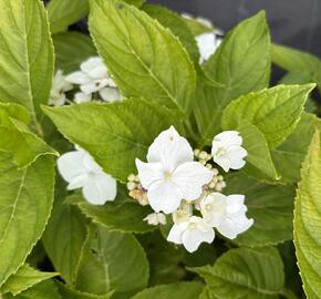Hortenzie velkolistá 'Lanarth White' - Hydrangea macrophylla 'Lanarth White'