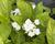 Hortenzie velkolistá 'Lanarth White'