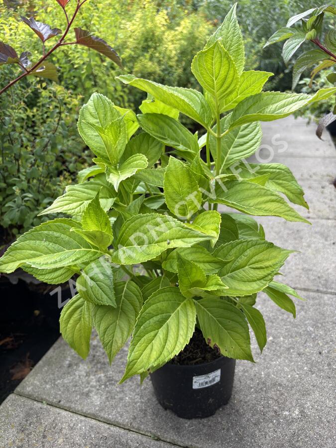Hortenzie velkolistá 'Lanarth White' - Hydrangea macrophylla 'Lanarth White'