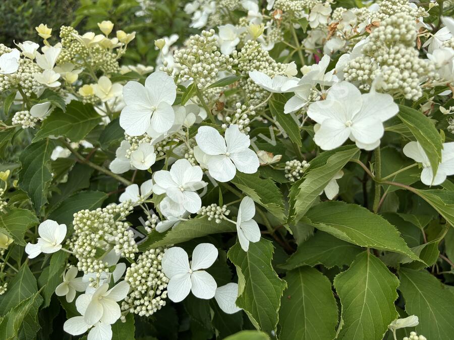 Hortenzie latnatá 'Levana' - Hydrangea paniculata 'Levana'