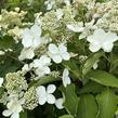 Hortenzie latnatá 'Levana' - Hydrangea paniculata 'Levana'