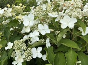 Hortenzie latnatá 'Levana' - Hydrangea paniculata 'Levana'
