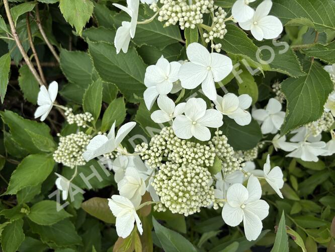 Hortenzie latnatá 'Levana' - Hydrangea paniculata 'Levana'