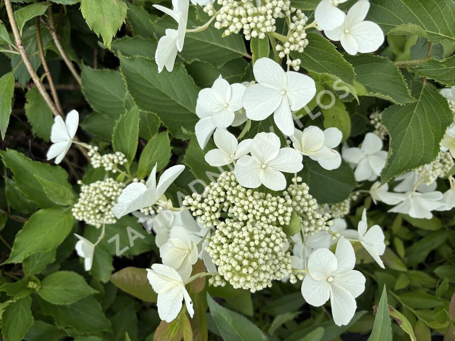 Hortenzie latnatá 'Levana' - Hydrangea paniculata 'Levana'