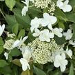 Hortenzie latnatá 'Levana' - Hydrangea paniculata 'Levana'