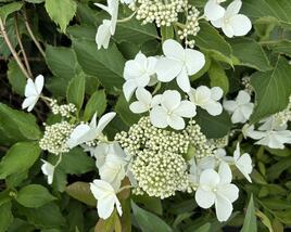 Hortenzie latnatá 'Levana'