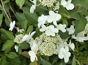 Hortenzie latnatá 'Levana' - Hydrangea paniculata 'Levana'