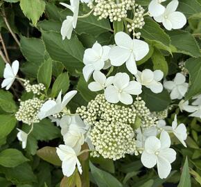 Hortenzie latnatá 'Levana' - Hydrangea paniculata 'Levana'