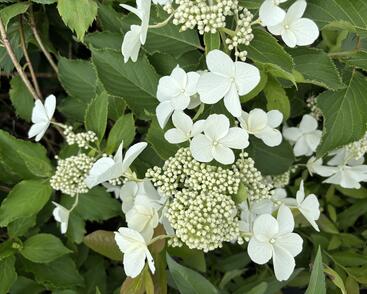 Hortenzie latnatá 'Levana'