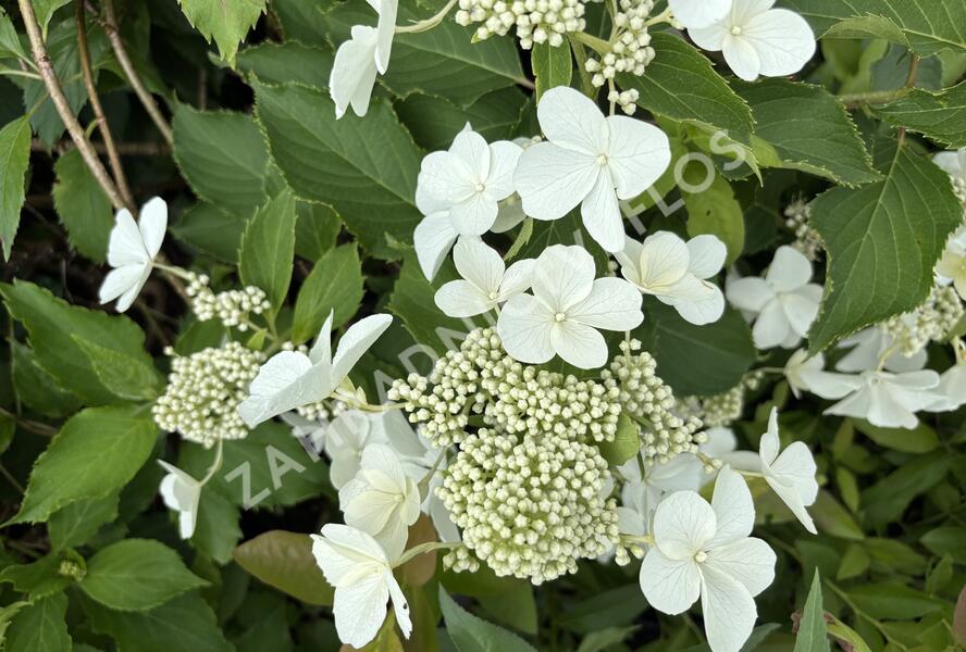 Hortenzie latnatá 'Levana' - Hydrangea paniculata 'Levana'